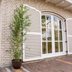 Green Bubble - Phyllostachys Bissetii bamboe - 200cm, Tuin en Terras, Ophalen of Verzenden