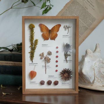 Diverse planten en een vlinder Taxidermie volledige montage, Nieuw