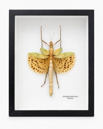 Wandelende tak Taxidermie wandmontage - Paracyphocrania