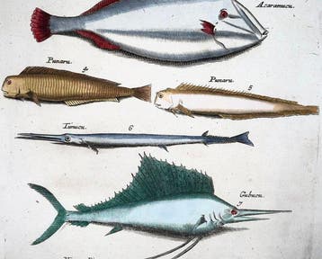 Matthäus Merian (1593-1650) - hand coloured engraving: