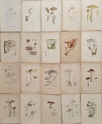 Claude Casimir Gillet (1806 /1896) - Lot. of 20 tavole Les