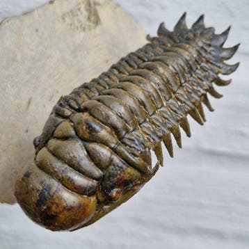Trilobiet - Gefossiliseerd dier - Crotalocephalina gibbus -