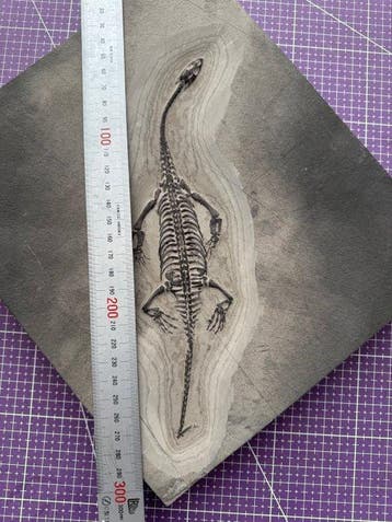 Fossiel reptiel: Keichousaurus -Trias - Gefossiliseerd dier, Verzamelen, Mineralen en Fossielen