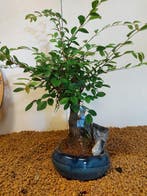 Japanese iep bonsai (Zelkova) - Hoogte (boom): 26 cm -