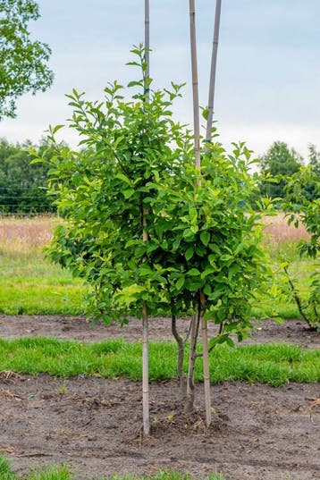 Nyssa sylvatica meerstammig 250-300