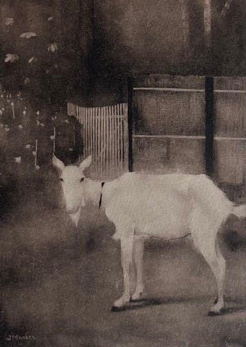 Jan Mankes (1889-1920) - Oude geit