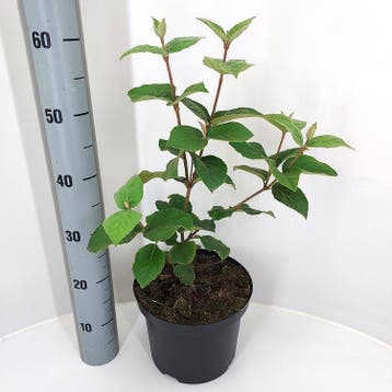 Viburnum carlesii Aurora | Sneeuwbal | € 10,50, Ophalen, Struik