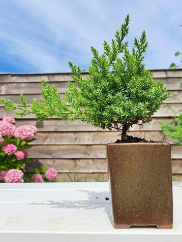Jeneverbes bonsai (Juniperus) - Hoogte (boom): 17 cm -
