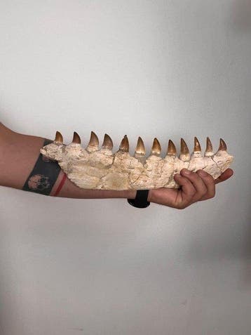 Mosasaurus - Gefossiliseerde kaak - beaugie - 10 cm - 3 cm, Verzamelen