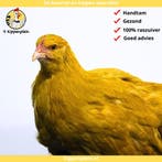 Orpington Groot - Jonge Hennen te Koop - Buff - Handtam, Dieren en Toebehoren, Pluimvee, Meerdere dieren, Kip
