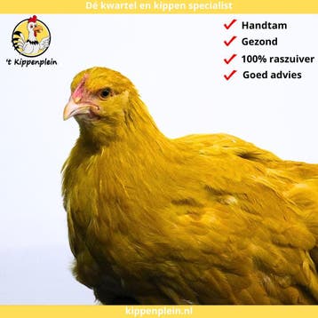 Orpington Groot - Jonge Hennen te Koop - Buff - Handtam, Dieren en Toebehoren, Pluimvee, Meerdere dieren, Kip