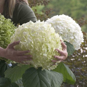 Hortensia Strong Annabelle, Limelight, Little Lime,, Ophalen