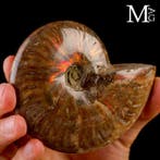 - Gefossiliseerde schelp - Ammoniet - Rode opaal Cleoniceras