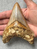 Groot Megalodon-tand, 12,5 cm - Fossiele tand - Carcharocles