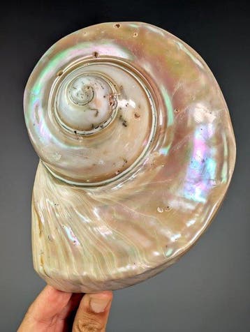 Turbo marmoratus schelp - Gepolijst Zeeschelp - Turbo, Nieuw