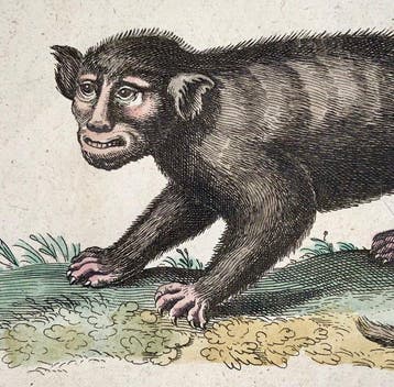 Matthäus Merian (1593-1650) Folio: Baboon Manticore Papio