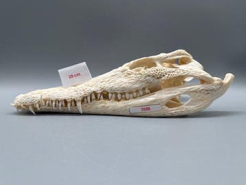 Nijlkrokodil Schedel van een reptiel - Crocodylus niloticus