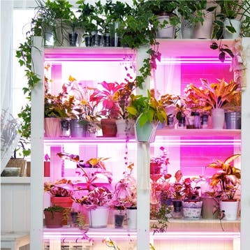 LED kweeklamp Kobi Growly 2x 8.5W 50cm, Ophalen of Verzenden, Nieuw