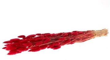 Lagurus Ovatus Pluimgras Graspluimen in hoes Rood 100 gram, Ophalen of Verzenden, Nieuw