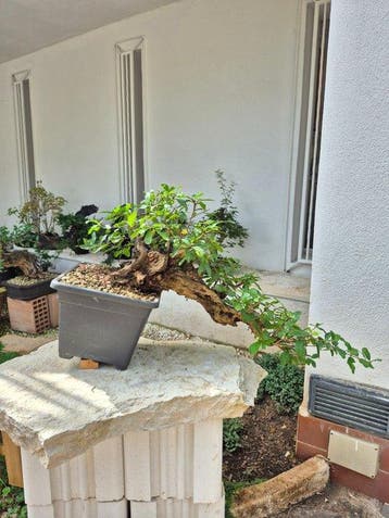 Bonsai of Granaatappel - Hoogte (boom): 34 cm - Diepte, Antiek en Kunst, Curiosa en Brocante