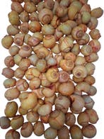 Nattai schelpen Terra Washed 1 kilo, Ophalen of Verzenden, Nieuw