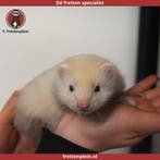 Gevaccineerde jonge tamme angora fretten te koop!, Meerdere dieren