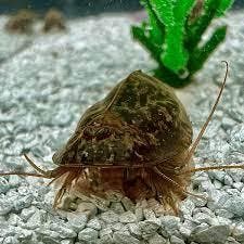 Triops Newberryi eitjes capsule, Fietsen en Brommers, Fietsen | Driewielfietsen, Nieuw