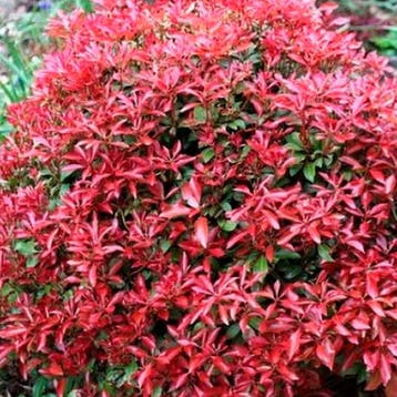 Pieris Red Mill container (C2.3) Rotsheide, Sierplanten, Verzenden, Overige soorten, Struik
