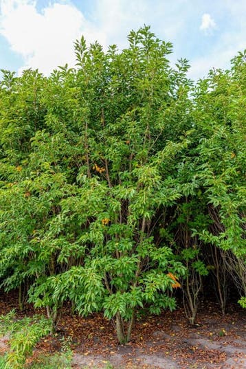 Prunus serrulata Sunset Boulevard meerstammig 300-350