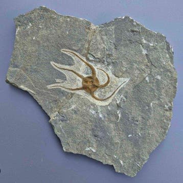 1 brittle star - Fossiele sterfteplaat - Ophiuroidea - 239, Verzamelen