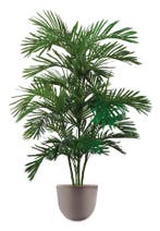 Areca Palm kunstplant, H175cm, Ophalen of Verzenden, Palm, 150 tot 200 cm