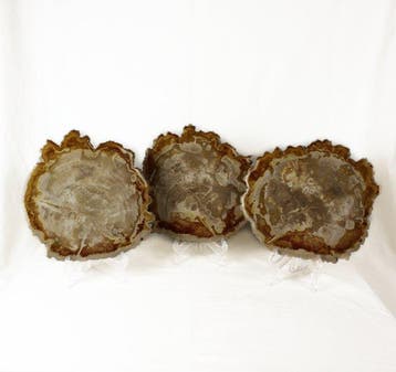 Versteend houtschijven - Gefossiliseerd hout - Dipterocarpus