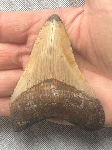 Megalodon tand 9,0 cm - Fossiele tand - Carcharocles