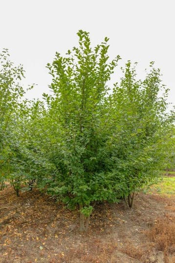 Prunus padus meerstammig 350-400