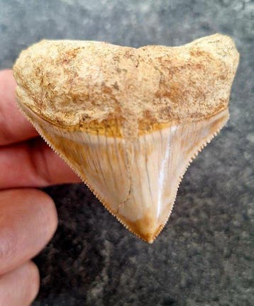 Megalodon - Fossiele tand - Otodus (Carcharocles) megalodon