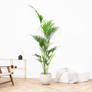 Green Bubble - Kentia palm - 170cm - Ø21 -25 cm, Ophalen of Verzenden