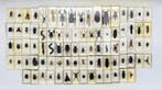 insectenmix Taxidermie volledige montage - Grande collezione, Nieuw