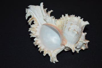 Zeeslak Zeeschelp - S-306 CHICOREUS RAMOSUS (Zonder, Verzamelen, Nieuw
