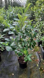 GroteHaaglaurier Rotundifolia 120-150 cm actieprijzen, Ophalen of Verzenden, Laurier, Haag, 100 tot 250 cm