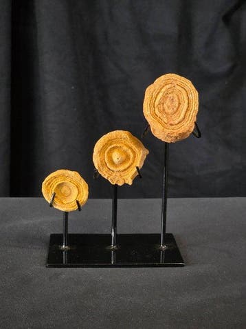 Gefossiliseerd dier - Lot of 3 stromatolites (Zonder