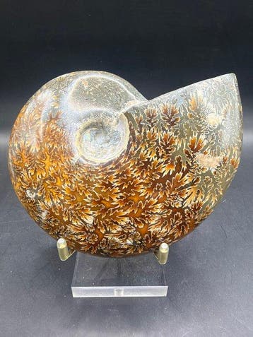 Ammoniet - Gefossiliseerd dier - Cleoniceras besairei - 12