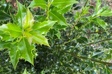 Hulst Alaska, Wintergroene Hulsthaag, Scherpe Hulst, Bessen!, Ophalen of Verzenden, Hulst, Haag, Minder dan 100 cm
