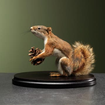 Hudson Eekhoorn Taxidermie Opgezette Dieren By Max, Ophalen of Verzenden, Nieuw, Wild dier, Opgezet dier