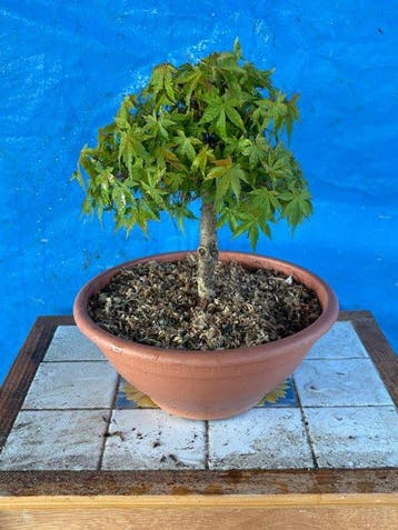 bonsai van staal - Hoogte (boom): 25 cm - Diepte (boom): 20