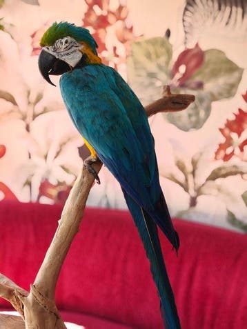 Ara Taxidermie volledige montage - Primolius maracana - 0 cm, Nieuw