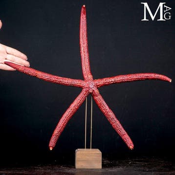 Grote Rode Zeester - GIGANTISCH !!! Taxidermie volledige, Nieuw