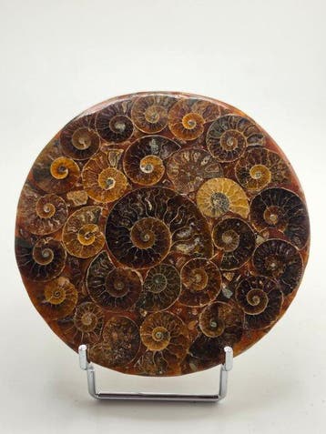 Ammoniet - Gefossiliseerd dier - Aioloceras (Cleoniceras), Verzamelen, Mineralen en Fossielen