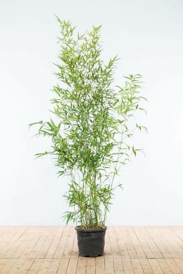 Bamboe / Phyllostachys Aurea 175-200 cm - Pot