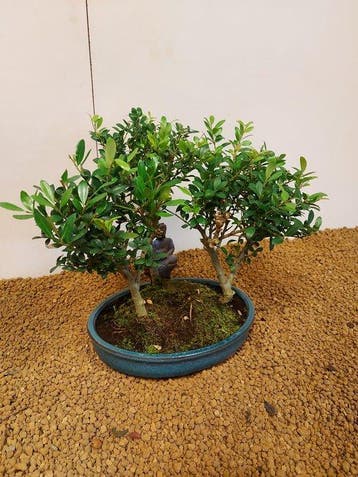 Japanese holly bonsai (Ilex crenata) - Hoogte (boom): 23 cm