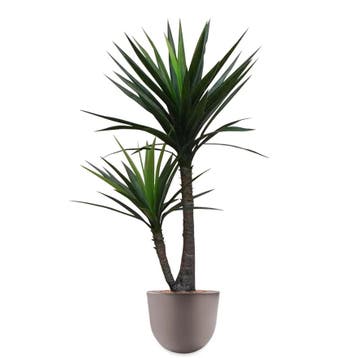 Yucca kunstplant, H175cm, Ophalen of Verzenden, Overige soorten, 150 tot 200 cm